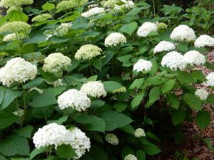 季節の花を楽しむ事が出来、写真を撮る利用者も多い